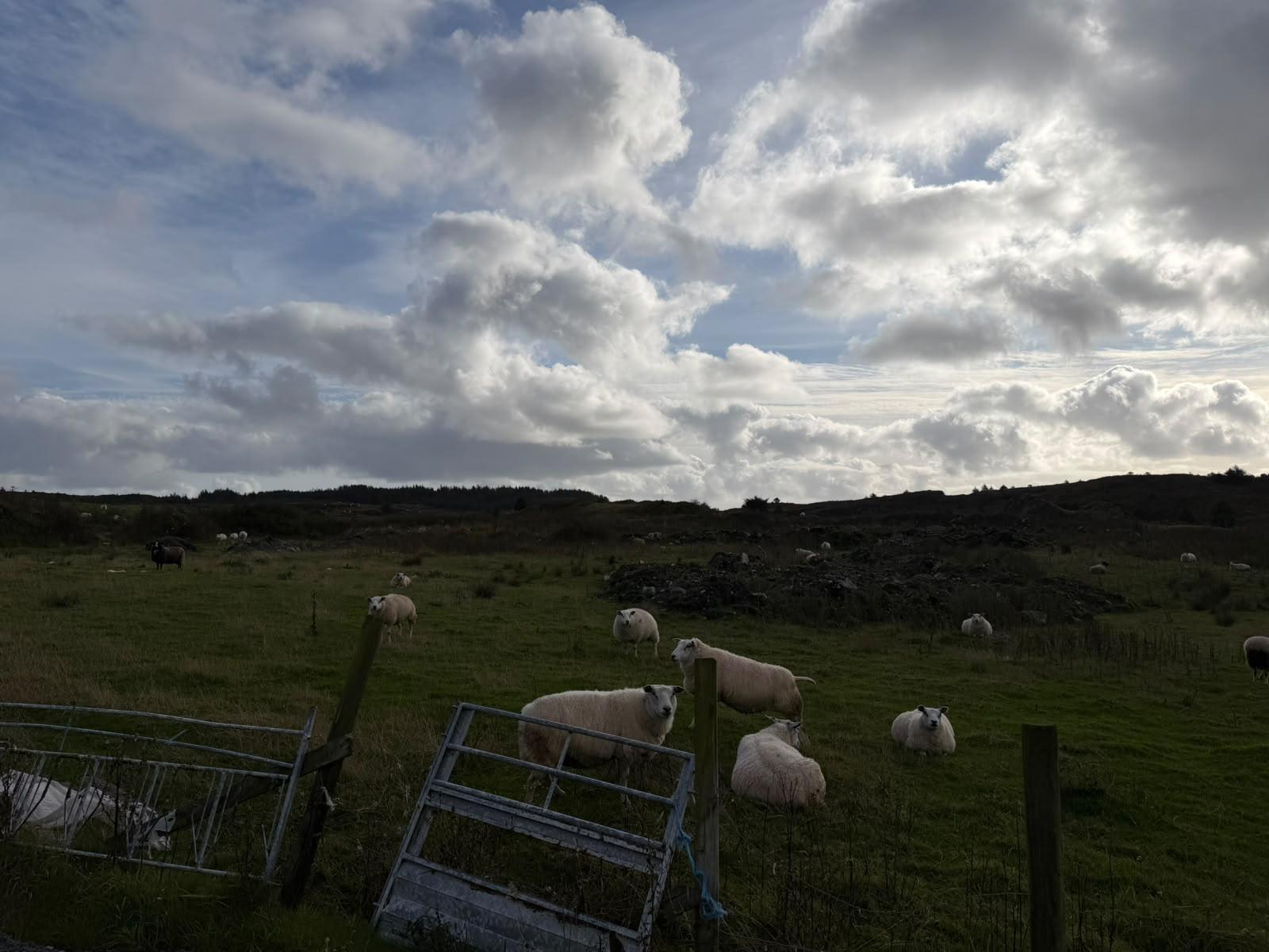 Sheep grazing on open grassland in Norway